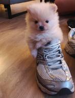 Ras zuivere pomeriaan pup reutje, Dieren en Toebehoren, Keeshond, Reu, Eén hond, Nederland