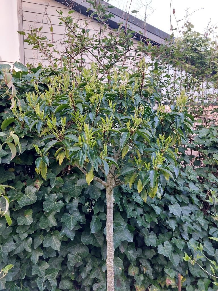 Portugese Laurier op stam, Ophalen