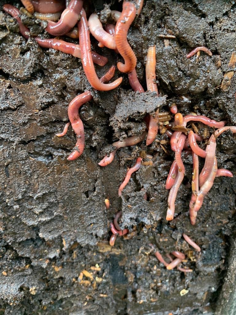 Compostwormen/tijgerwormen voor wormenbak, Ophalen, Compost