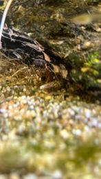 Torenslakken ps 0.50€, Vis