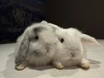 Superlief Koppeltje (nhd) nederlands hangoor dwerg., Dieren en Toebehoren, Konijnen, Meerdere dieren, Middelgroot, Hangoor, 0 tot 2 jaar