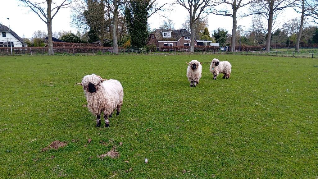 tekoop 3 mooie walliser schwarznase ooien, Vrouwelijk, Schaap, 0 tot 2 jaar
