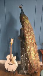 Sierlijke mooie opgezette pauw, Ophalen, Zo goed als nieuw, Vogel, Opgezet dier