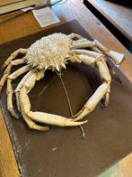 Spinkrab 3x - Decoratieve Krabben, Ophalen, Gebruikt, Overige soorten, Overige typen
