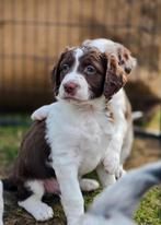 Australian shepherd x Heidewachtel pups, 8 tot 15 weken, Parvo, Meerdere, Meerdere dieren