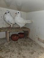 Postduifen piepers, Meerdere dieren, Postduif