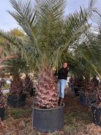Jubaea chilensis - Chileense wijnpalm met 130 cm stamhoogte, Verzenden, 250 tot 400 cm, Zomer, Palmboom