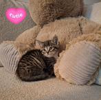 Prachtige kittens❤️, Meerdere dieren, Kortharig, 0 tot 2 jaar