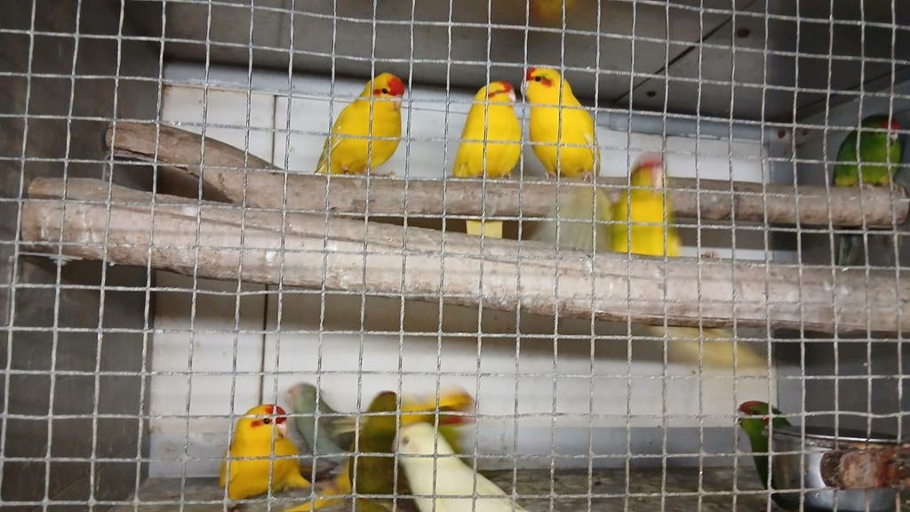 Kakariki parkieten, Dieren en Toebehoren, Vogels | Parkieten en Papegaaien, Meerdere dieren, Parkiet