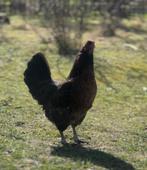 Actief trio kippen, bevat van verschillende rassen, Dieren en Toebehoren, Meerdere dieren, Kip