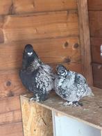 Mooie duiven, Dieren en Toebehoren, Vogels | Duiven, Mannelijk, Postduif