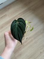 Verschillende stekjes (pothos, cebu blue en micans), Ophalen, Halfschaduw, Minder dan 100 cm