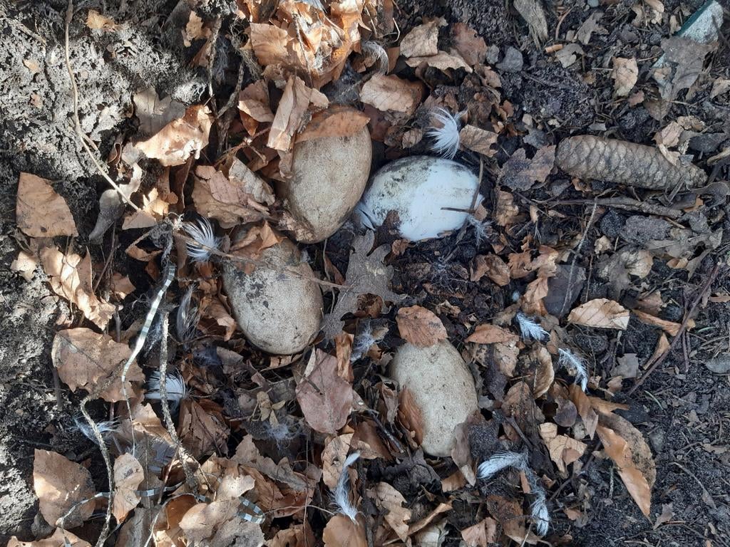 Bevruchte Ganzen eieren, Dieren en Toebehoren, Pluimvee