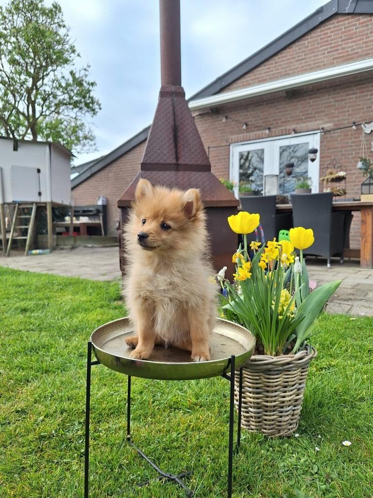 Ontzettend leuke en enthousiaste pomeriaan/keeshond pup, Dieren en Toebehoren, Honden | Poolhonden, Keeshonden en Oertypen, Parvo