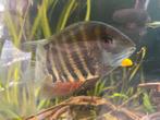Heros severum rotkeil 3 stuks, Vis, Zoetwatervis