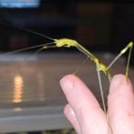 Gezocht: psg 392, Lonchodiodes sp ilocos man,, Dieren en Toebehoren