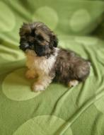 Shih tzu, Dieren en Toebehoren, Honden | Chihuahua's en Gezelschapshonden, Parvo, 8 tot 15 weken, Meerdere, Nederland