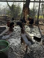 Prachtige loopeenden mannetjes., Dieren en Toebehoren, Mannelijk, Eend