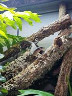 Varanus jobiensis ''sorong'' - Perzikkeel varaan, Dieren en Toebehoren, Hagedis, 0 tot 2 jaar