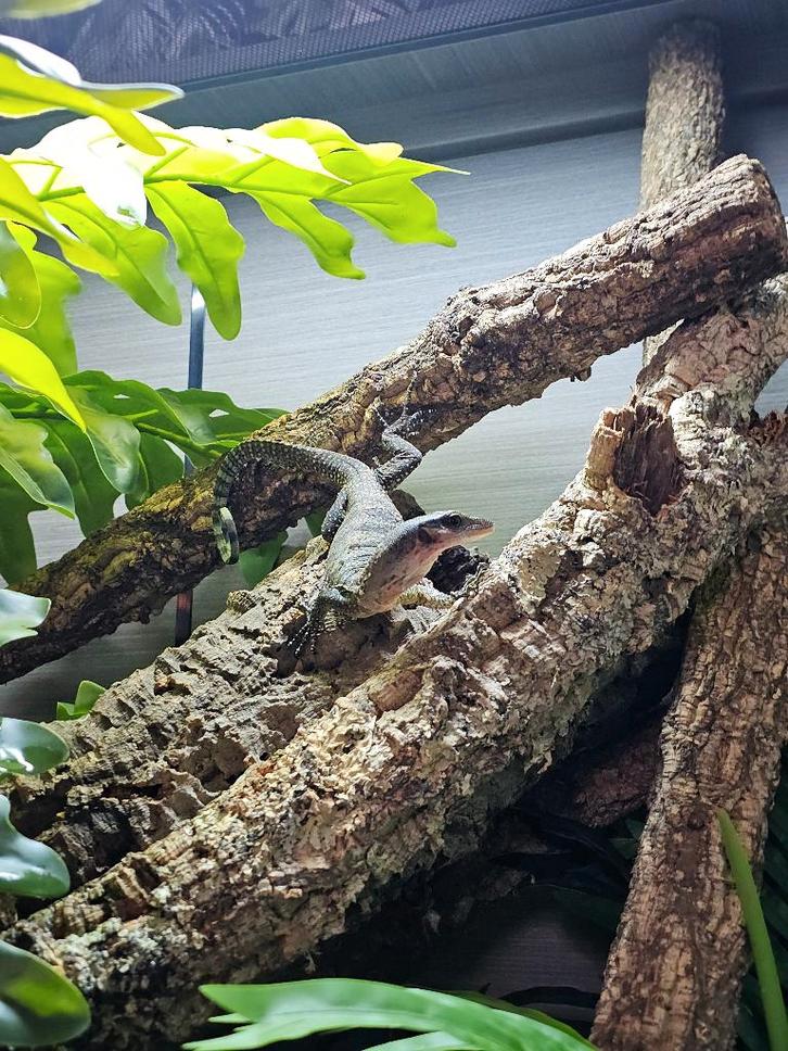 Varanus jobiensis ''sorong'' - Perzikkeel varaan Monitor Lizard - unknown for sale from De Kaaiman