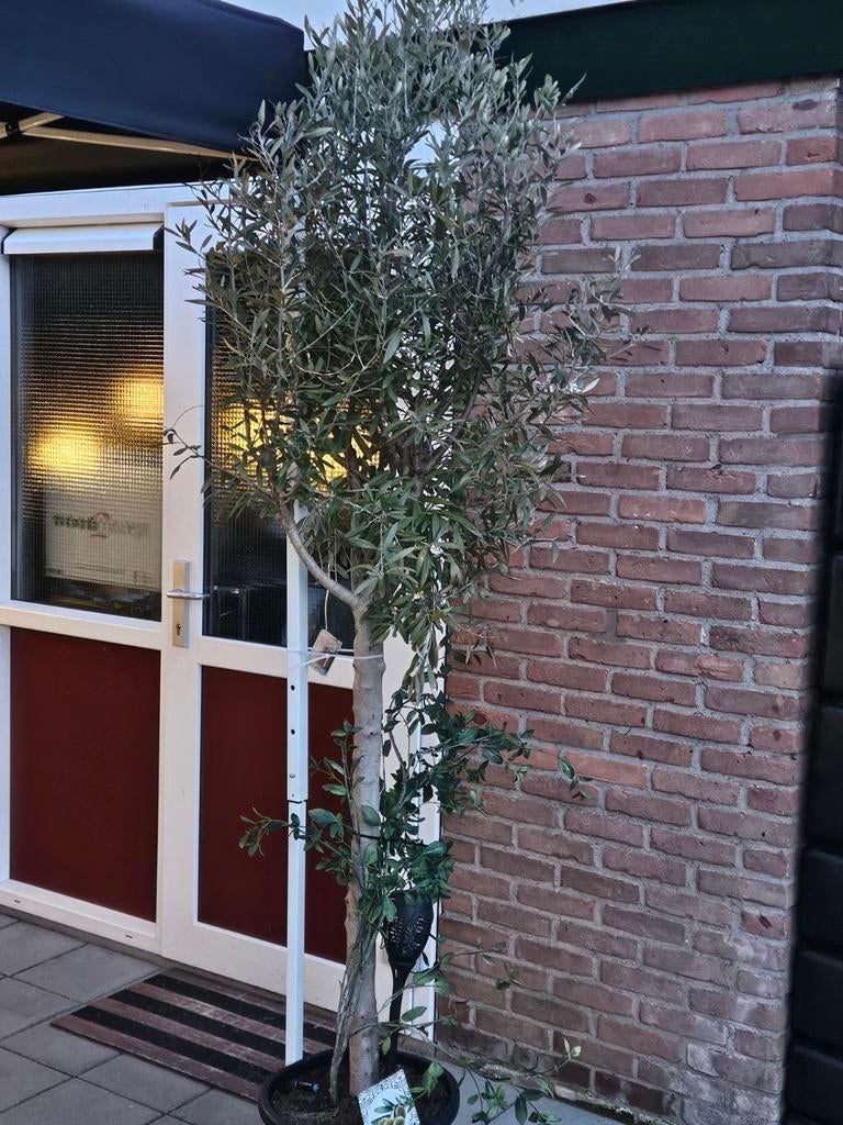 2 olijfbomen in pot, Ophalen, Overige soorten, Halfschaduw