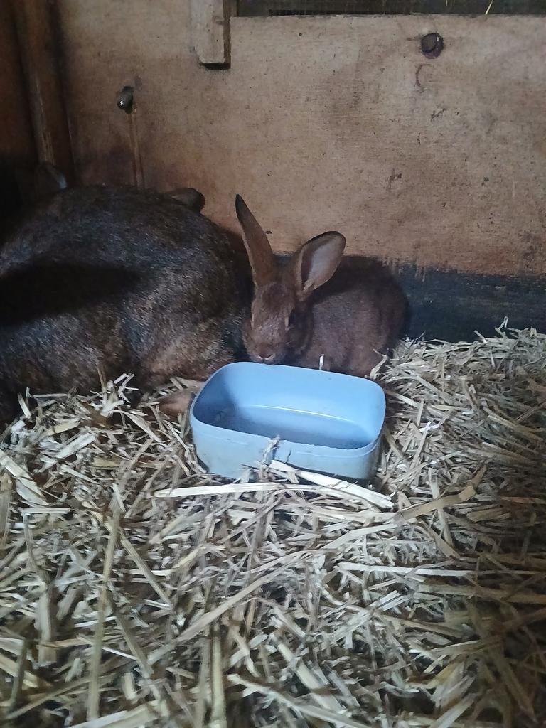 Jonge belgische hazen, Dieren en Toebehoren, Meerdere dieren, Groot, 0 tot 2 jaar