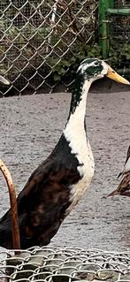 Loopeend woerd, Mannelijk, Eend