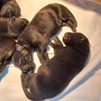 Mechelse Herder pups geboren *en te bespreken, Parvo, 8 tot 15 weken, Meerdere, Meerdere dieren