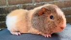 Cavia’s, Januari, Mannelijk, Cavia