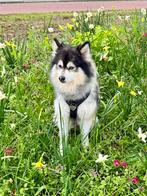 F1 Pomsky dekreu, Dieren en Toebehoren, Parvo, Eén hond, 3 tot 5 jaar, Nederland