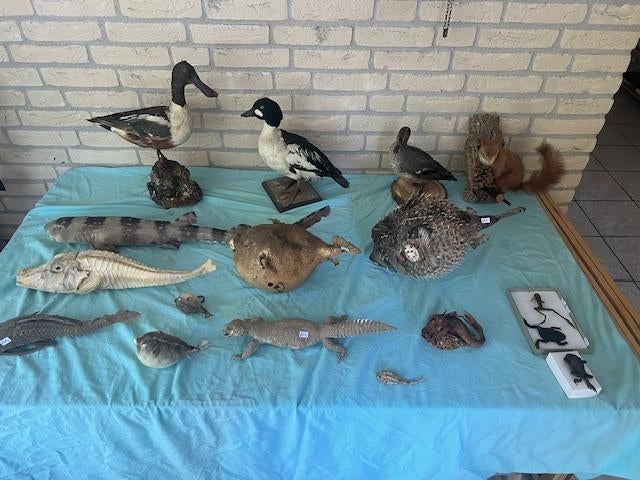 ROG OPGEZET 60 CM  65 EURO, Ophalen of Verzenden, Zo goed als nieuw, Overige soorten, Opgezet dier