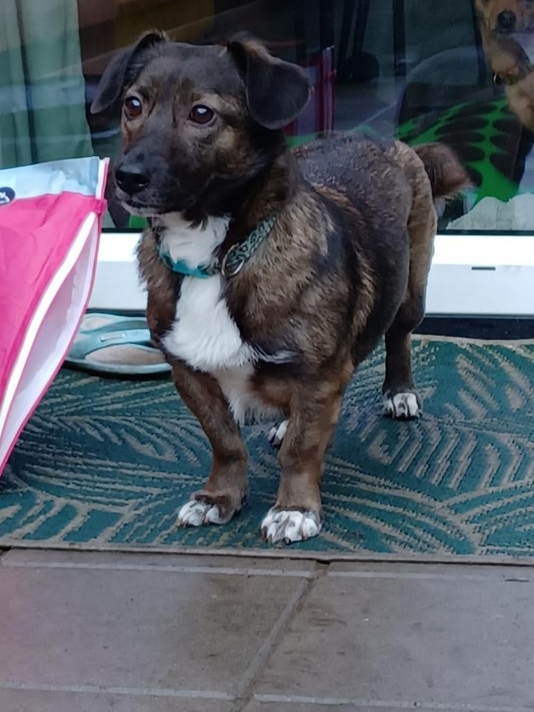 Lieve Sweety zoekt haar Match!, Dieren en Toebehoren, Honden | Niet-rashonden, Rabiës (hondsdolheid), Teef, Eén hond, 3 tot 5 jaar