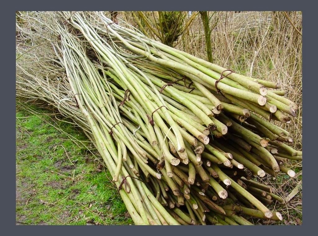 Gezocht - wilgentakken, Ophalen, Eenjarig, Groenteplanten, Volle zon