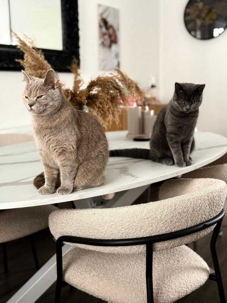 SPOED. Britse kortharen zoeken gouden mandje, Dieren en Toebehoren, Katten en Kittens | Overige Katten, Kortharig, Meerdere dieren