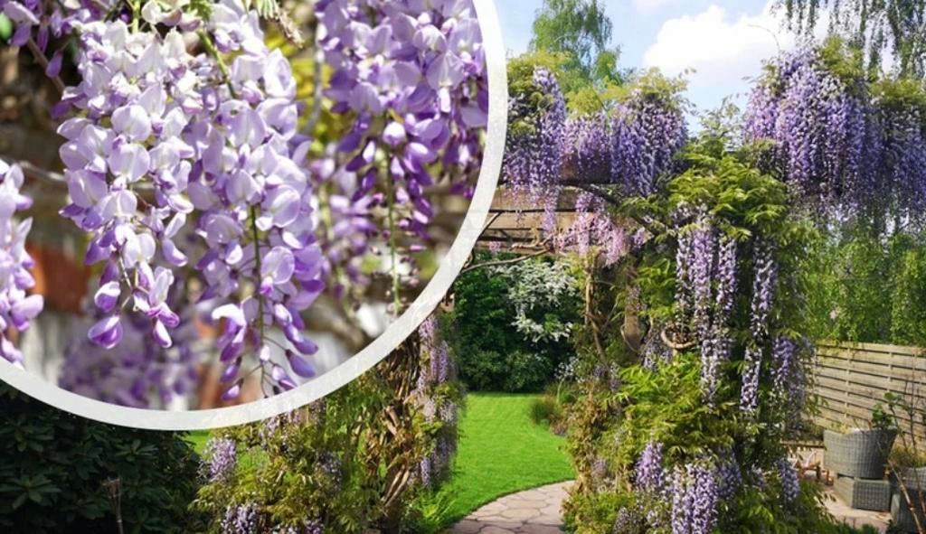 Wisteria (blauwe regen) zaden te koop, Ophalen of Verzenden, Overige soorten