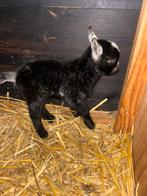 Lammetjes te reserveren - 3 bokjes 1 geitje, Mannelijk, Geit