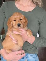 Prachtige  medium abricot labradoodles, Overige rassen, 8 tot 15 weken, Parvo, Meerdere