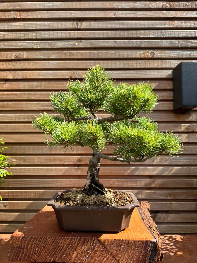 Japanse witte den bonsai, Bloeit niet, Overige soorten, Minder dan 100 cm, Ophalen