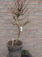 Bonsai: Larix, Tuin en Terras, Planten | Bomen, Ophalen, Bloeit niet, Halfschaduw, Overige soorten