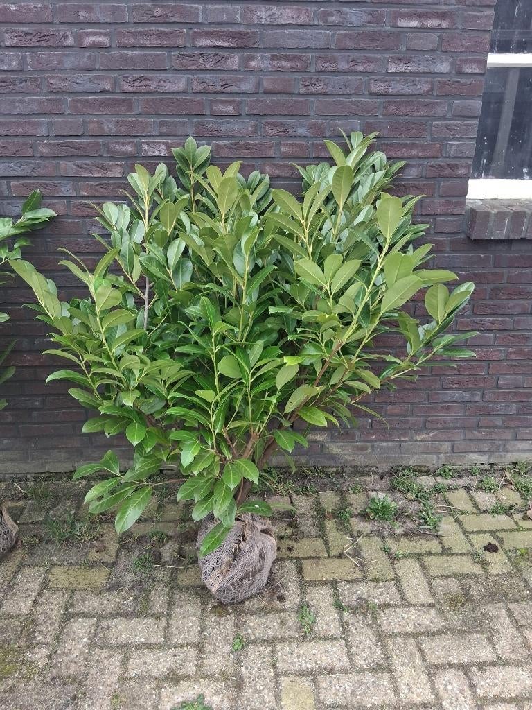 Laurier Prunus Rotundifolia actie, Ophalen, Laurier, Struik, Minder dan 100 cm