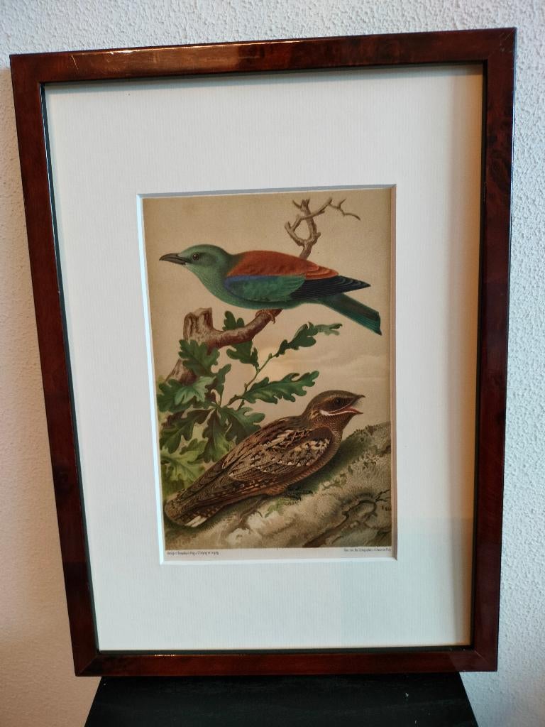 Chromolitho Litho A. Haase Praag Vogels Vogel Birds 1888, Ophalen of Verzenden