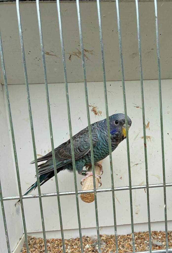 Bfbw en bf grasparkieten mannen 2026, Dieren en Toebehoren, Vogels | Parkieten en Papegaaien, Mannelijk, Parkiet, Geringd