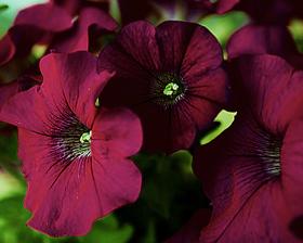 Petunia Lawine Bordeaux, Ophalen of Verzenden, Voorjaar, Volle zon, Zaad