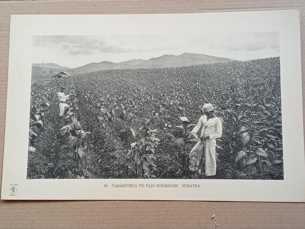 Foto gravure Nederlands Indië Indonesië 1910, Verzamelen, Ophalen of Verzenden, Voor 1940, Zo goed als nieuw, Buitenland