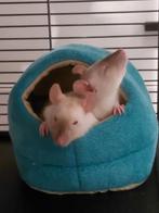 2 ratjes mannetje, Dieren en Toebehoren, Rat, Mannelijk, Januari, Tam