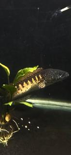 Channa aurantimaculata, Dieren en Toebehoren, Vis