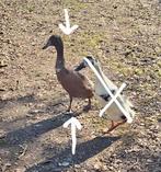 Loopeend woerd, Dieren en Toebehoren, Mannelijk, Eend