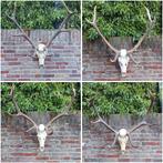 Diverse edelhert geweien jacht opgezette taxidermy hert, Ophalen, Hert, Gewei of Kop
