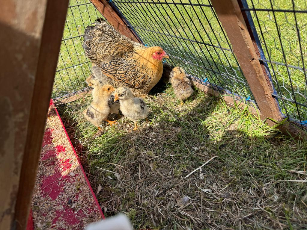 Kip met 8 kuikens, Dieren en Toebehoren, Pluimvee, Meerdere dieren, Kip