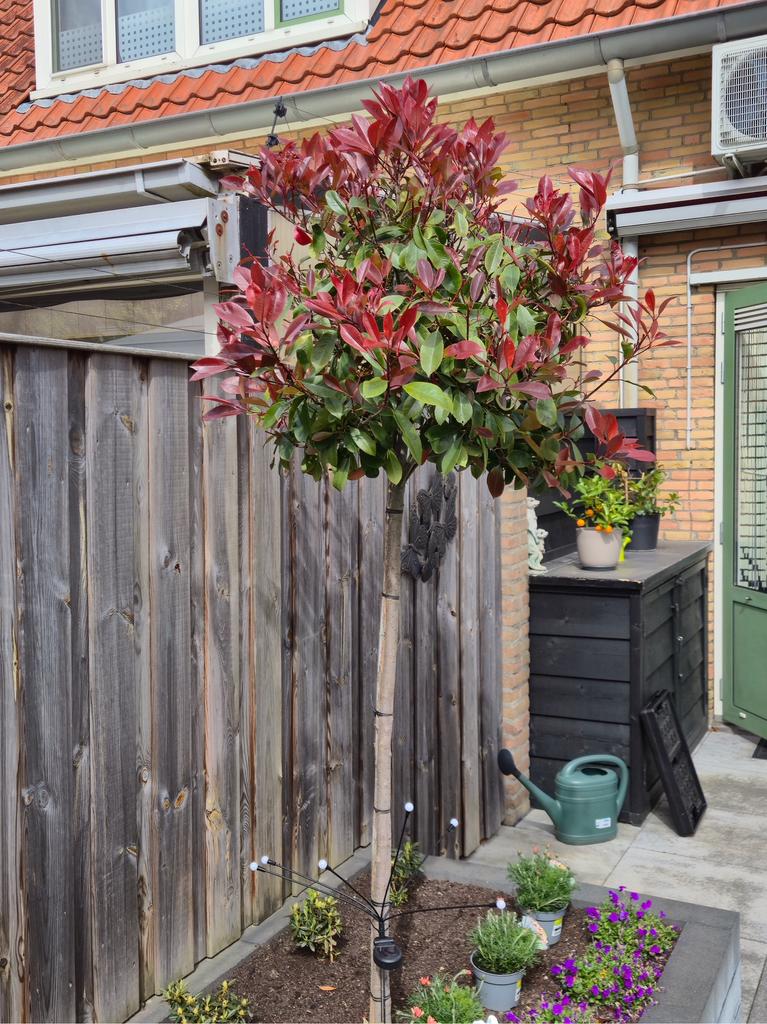 Te koop, Tuin en Terras, Planten | Bomen, Bloeit niet, Overige soorten, 100 tot 250 cm, Ophalen